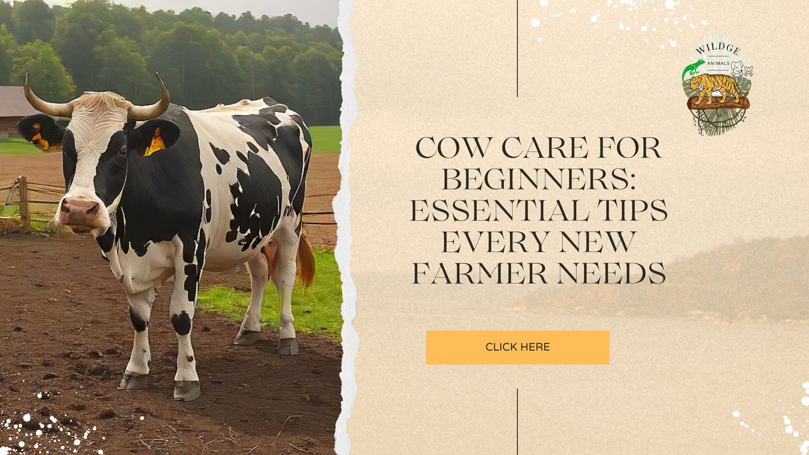 Cow Care for Beginners: Essential Tips Every New Farmer Needs